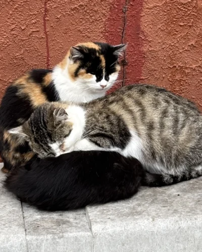 かねきの日記写真