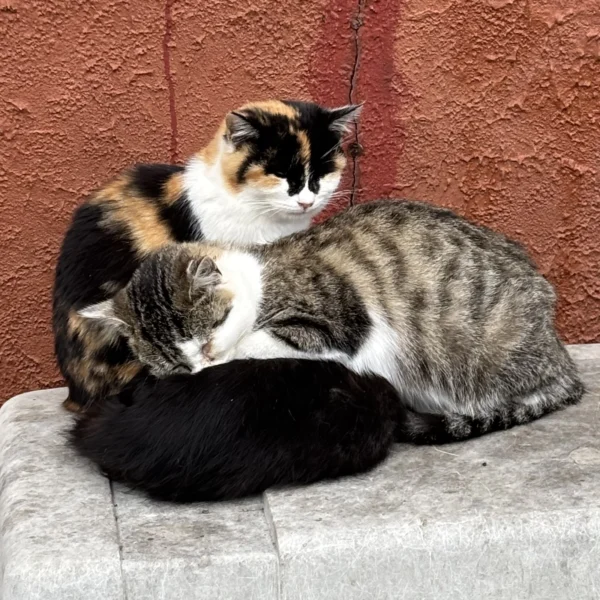 かねき の日記写真