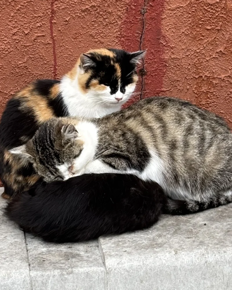 かねきの日記写真1