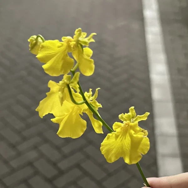 トウマ の日記写真