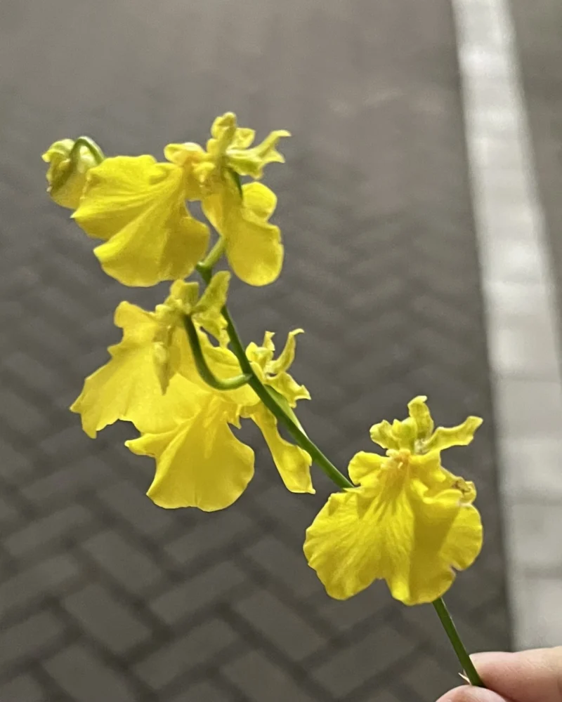 トウマの日記写真1